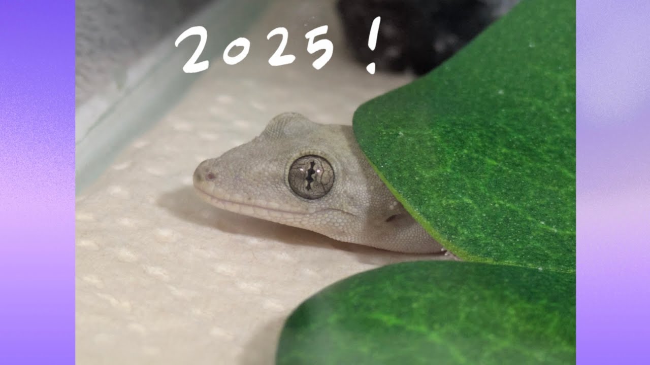 2025 Shorts Video Highlights🦖💚｜Zau ver. 