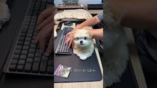 재택근무 도와주는 강아지
