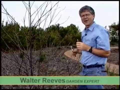 Pruning Confederate Rose with Walter Reeves