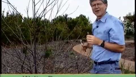 How To Prune Confederate Roses, with Walter Reeves