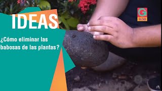 cómo eliminar las babosas de nuestras plantas