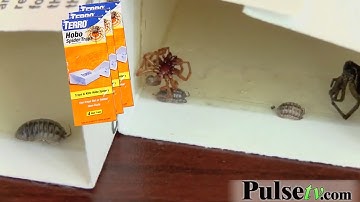 Terro Hobo Spider and Bug Glue Traps: How to Set Up