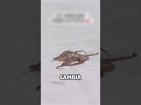 Ha deciso di fare di QUESTA la sua tradizione! thumbnail