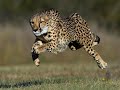 Cheetah: Formidable predator