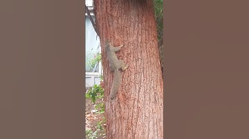 Grey Squirrel on our Tree