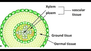 plant tissue | dermal, vascular, and ground tissue | Plant Tissue Systems