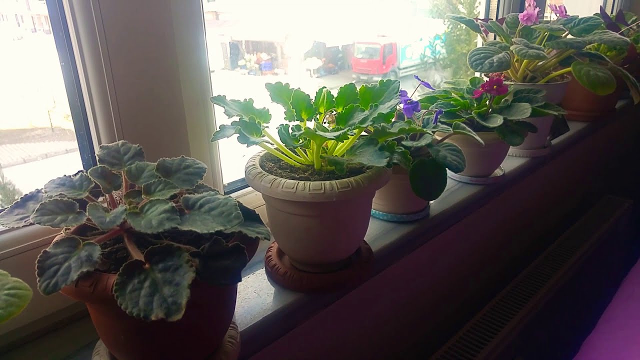 Menekşe bakımı. Menekşelerde kış bakımı. Kuruyan yaprakları ve çiçekleri koparma