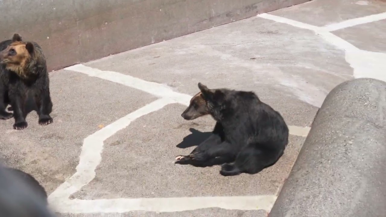 昭和新山クマ牧場にて - YouTube