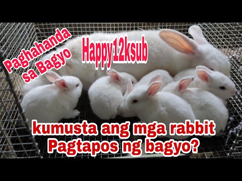 Stress ang rabbit sa bagyo?