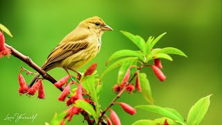 Успокаивающая музыка для нервов 🌿 лечебная музыка для сердца и сосудов, релакс, музыка для души #636