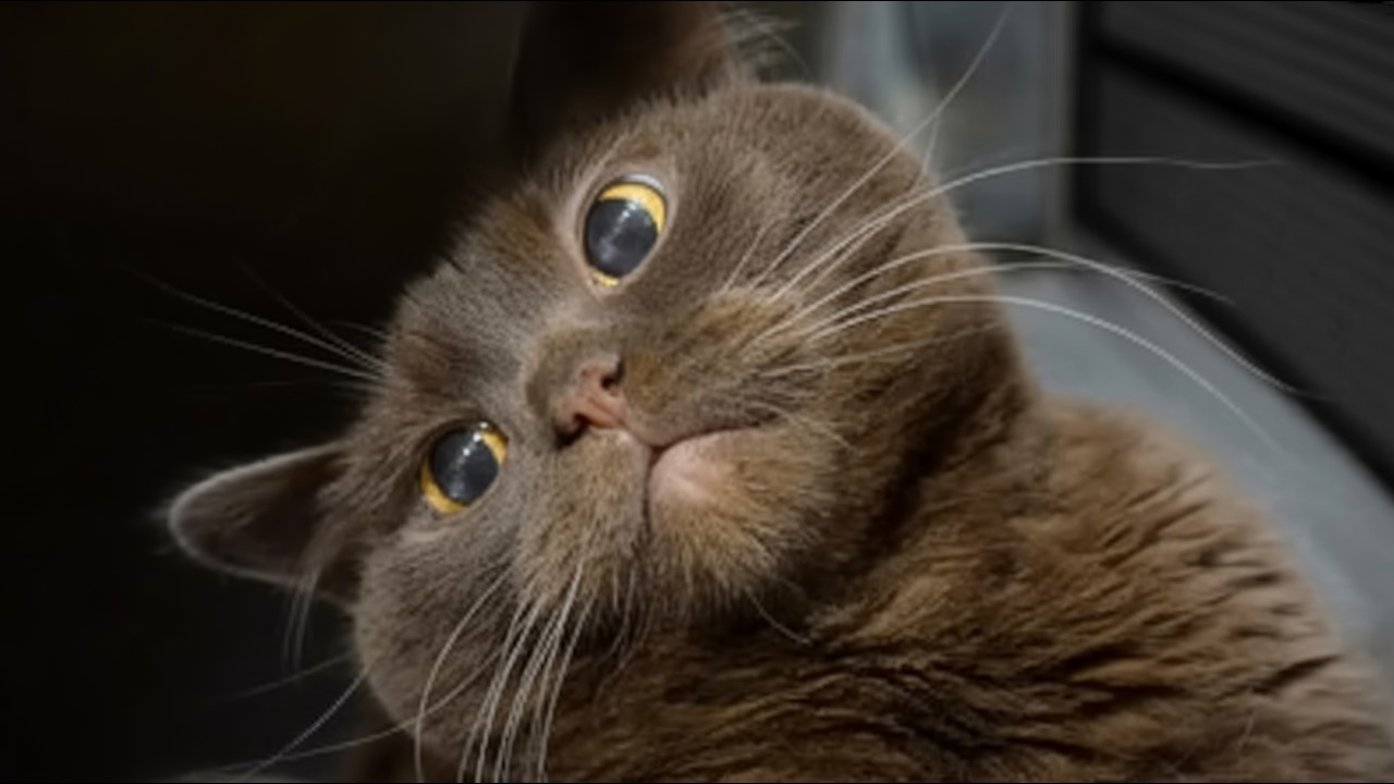 Кот, которого никто не хотел, три недели игнорировал меня — а потом случилось вот что.