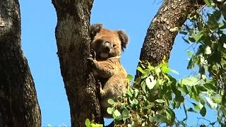 Climate Change Drives Thirsty Koalas To Special Water Stations