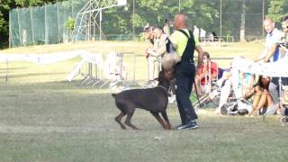 AIAD 2017 - Campionato - Pride of Russia Taras - the-dobermann.com Resimi