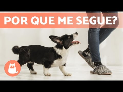Vídeo: 3 razões pelas quais seu cão precisa saber seu nome