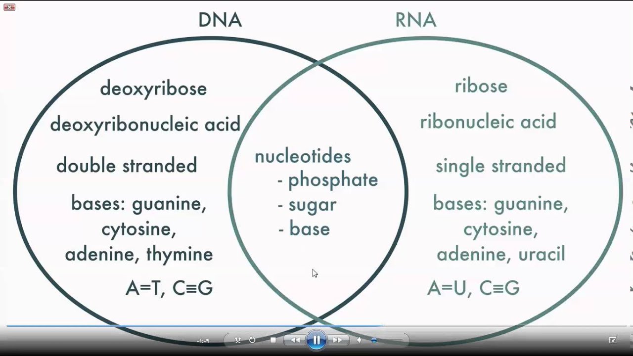 كفايات معلمي الاحياء الوراثة الجزيئية مقارنة بين Dna و Rna