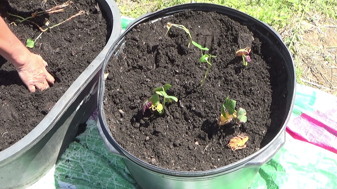Planting Sweet Potato Slips In Containers How To Grow Sweet Potatoes Planting Sweet Potato Slips In Containers How To Grow Sweet Potatoes