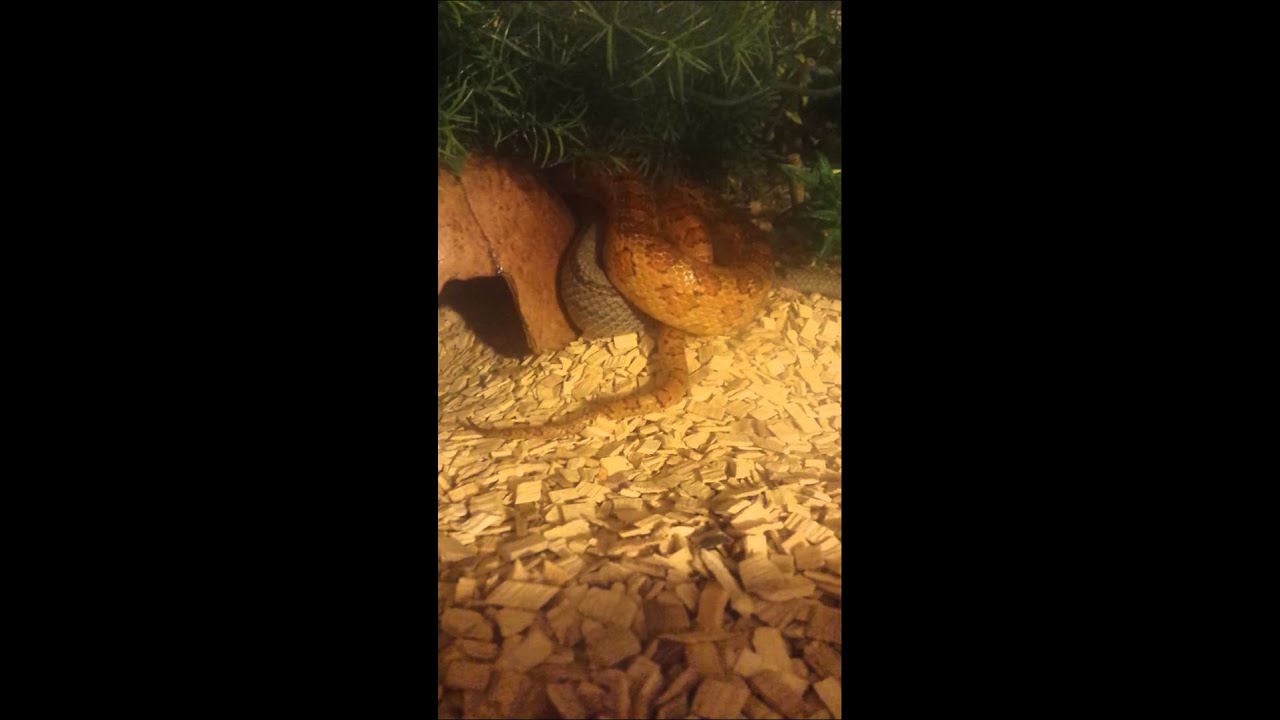 Corn Snake Mating Or Fighting YouTube