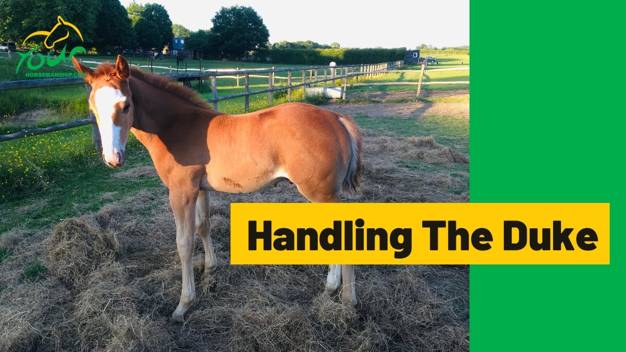 Can we move The Duke to his new paddock?