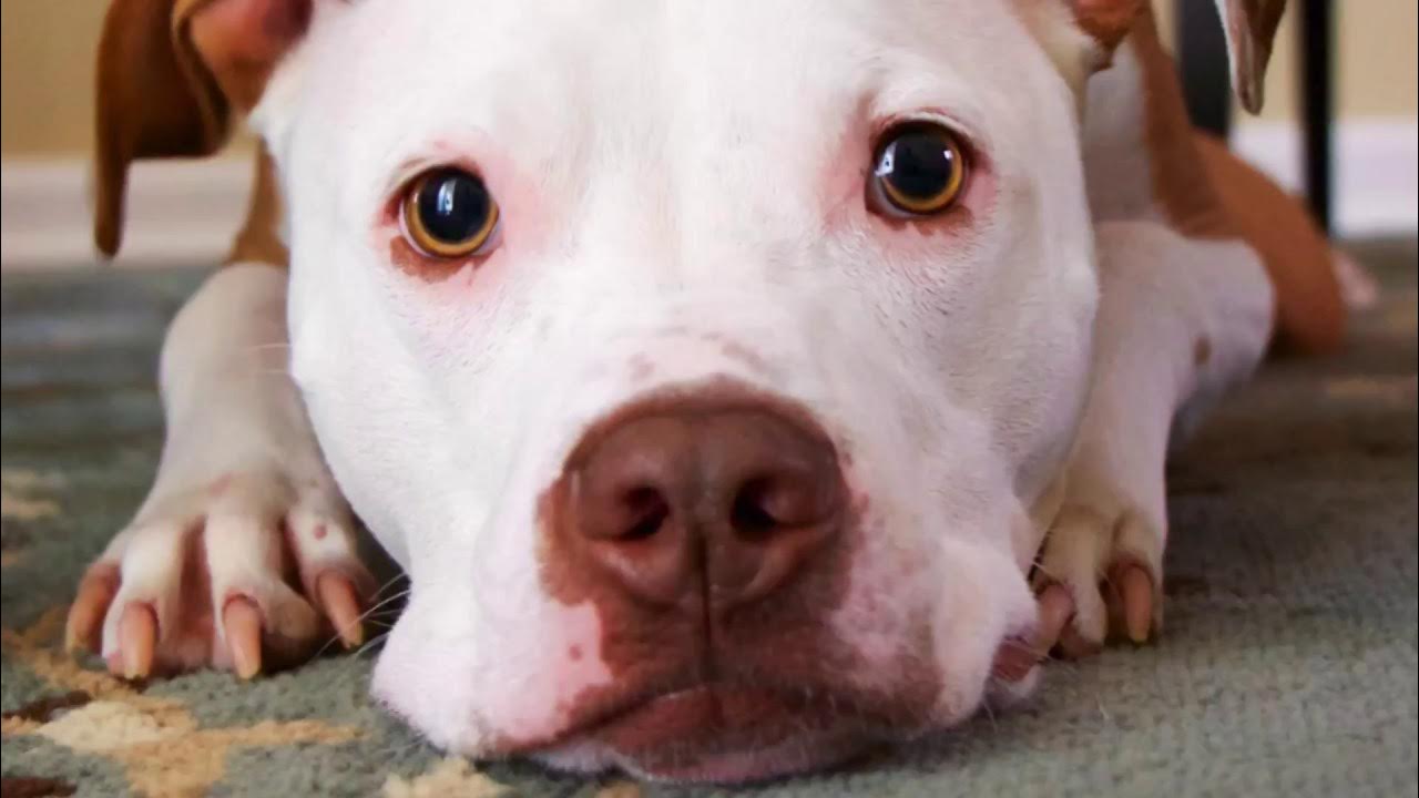 When is the Best Time of Year to Buy New Carpet? YouTube