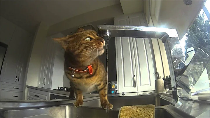 Video 11168501: bengal cat drinking