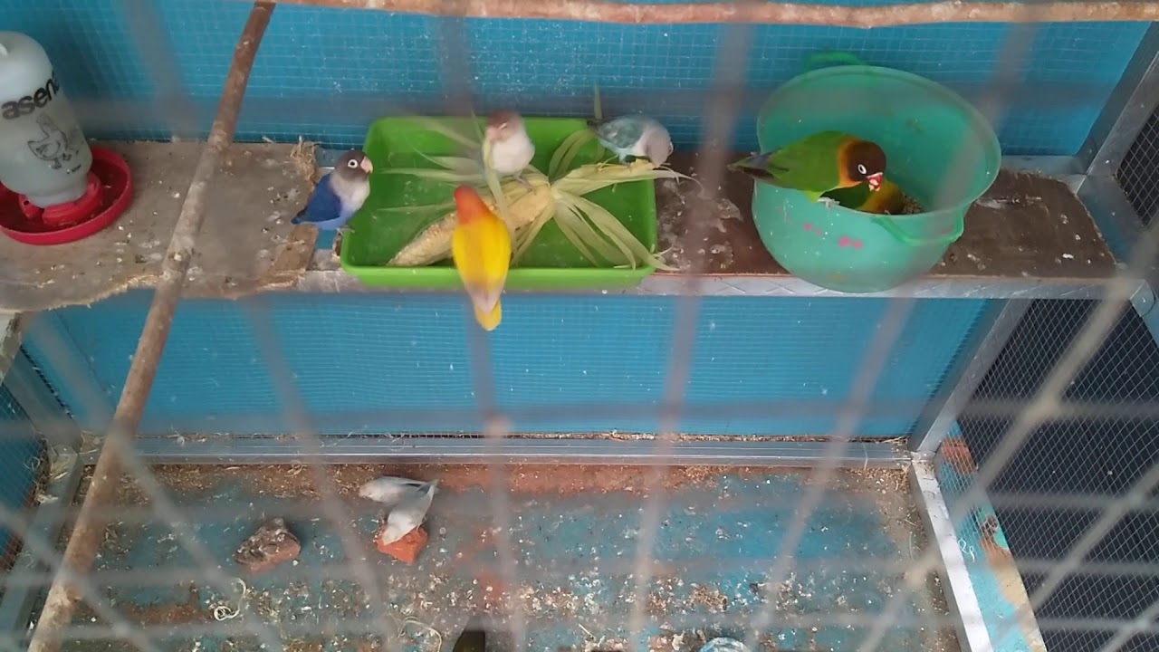 Pakan burung lovebird penambah stamina 