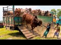 cow unloading, cow videos, cow video, animal, big cow, goru hamba cow, Female cow, Ep-07