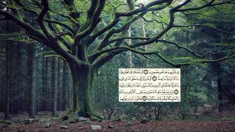 272 -page سعد الغامدي - -سورة النحل -Les abeilles (An-Nahl) 16