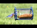 Duncraft Bug a View Jar Bluebird Feeder 4346