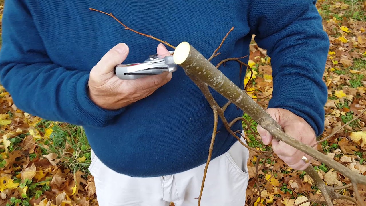 TGF Ratchet Pruners Demo YouTube