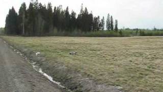 GWS P-40.wmv