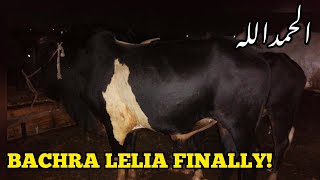 Bachra Lelia Alhumdulillah | I Bought My Cow | Bakra Eid Season 2021