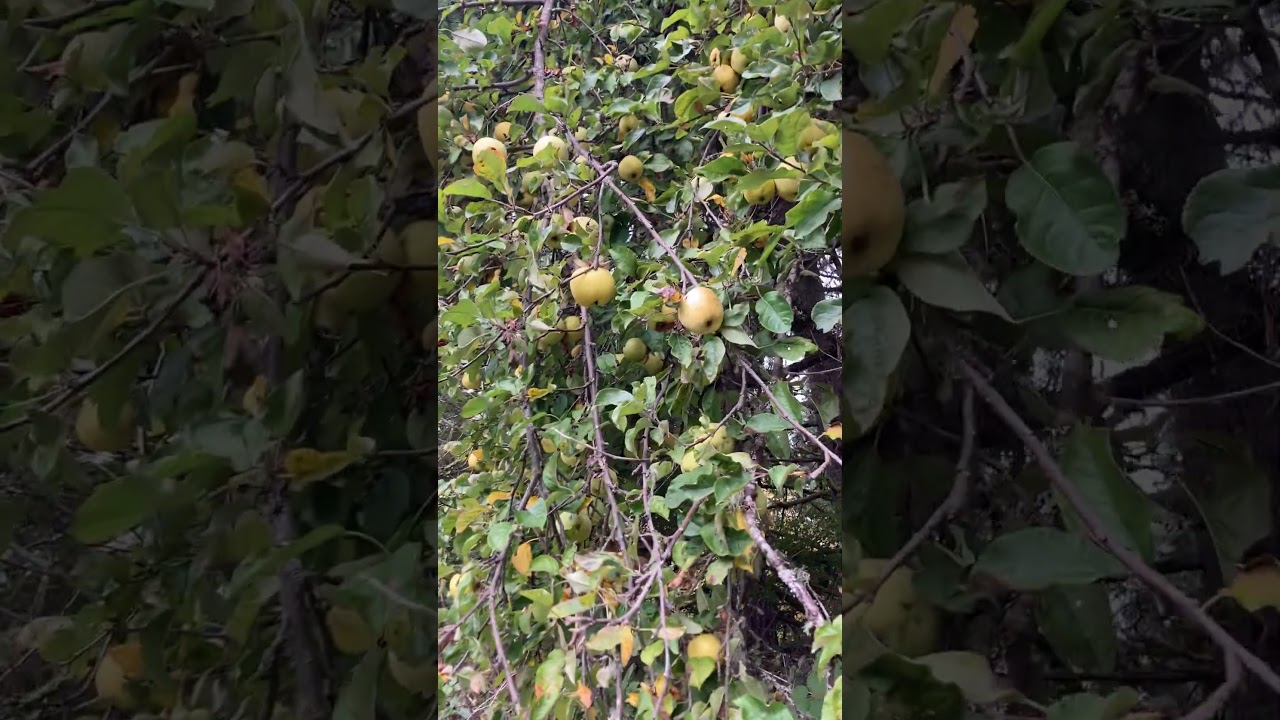 Hunt for apples: yellow delicious 