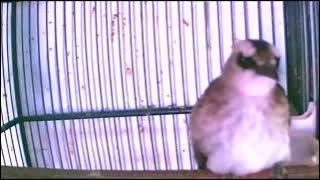 09 Enchanting Sounds Tropical Bird Calls to Relax Yellow Vanted bulbul trucuk