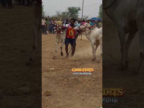 animal lover gani #dancing#kongunattu#bull #annathambi#love#bonding#affection#viral#trendingtop1