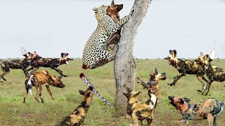 Panic leopard Hid Up a Tall Tree - Wild Dogs Decided to Pay the Price for Eating Puppy Meat