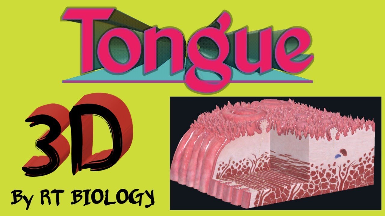 3D Video Biology || Tongue  || Complete Anatomy