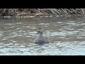 T0042 Oita River Gadwall 1 Male