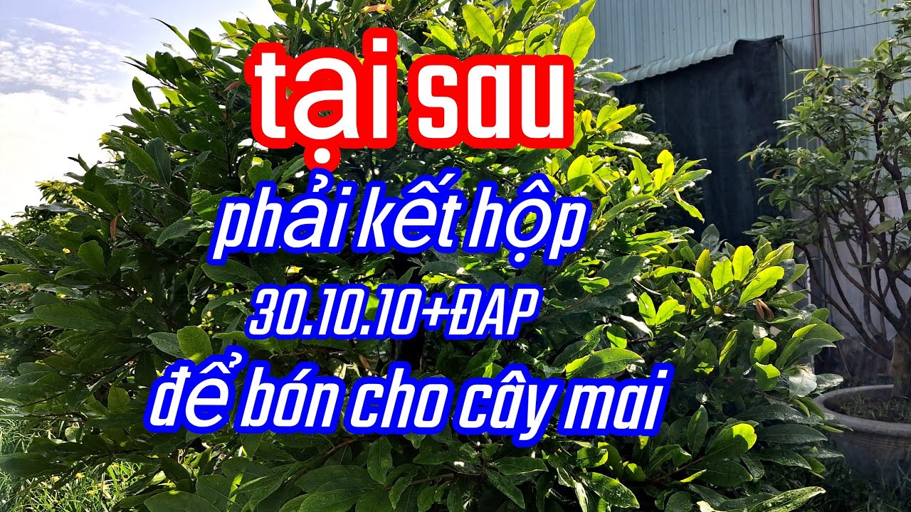 30/6/AL,cách kết hộp 30,10,10+ĐAP. Hiệu quả nhất