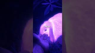 Security Camera Caught A Glowing Creature... 🟣🐇