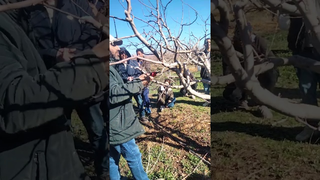 #شرح_كامل ومفصل#مع#الأستاذفوضيل #تقليم إثماري لشجرةالتفاح#لاتنسوا_الاشتراك_في_القناة_وتفعيل_الجرس