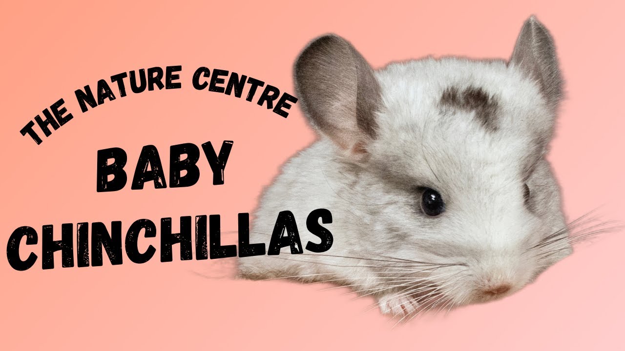 We Have Baby Chinchillas!!!!