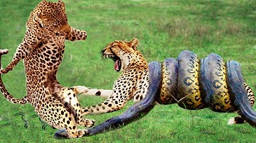 OMG! Leopards are busy chasing Impala, Gorilla while Leopard Cubs are eaten by Giant Pythons