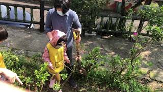 植樹節 百合班來種樹1100312