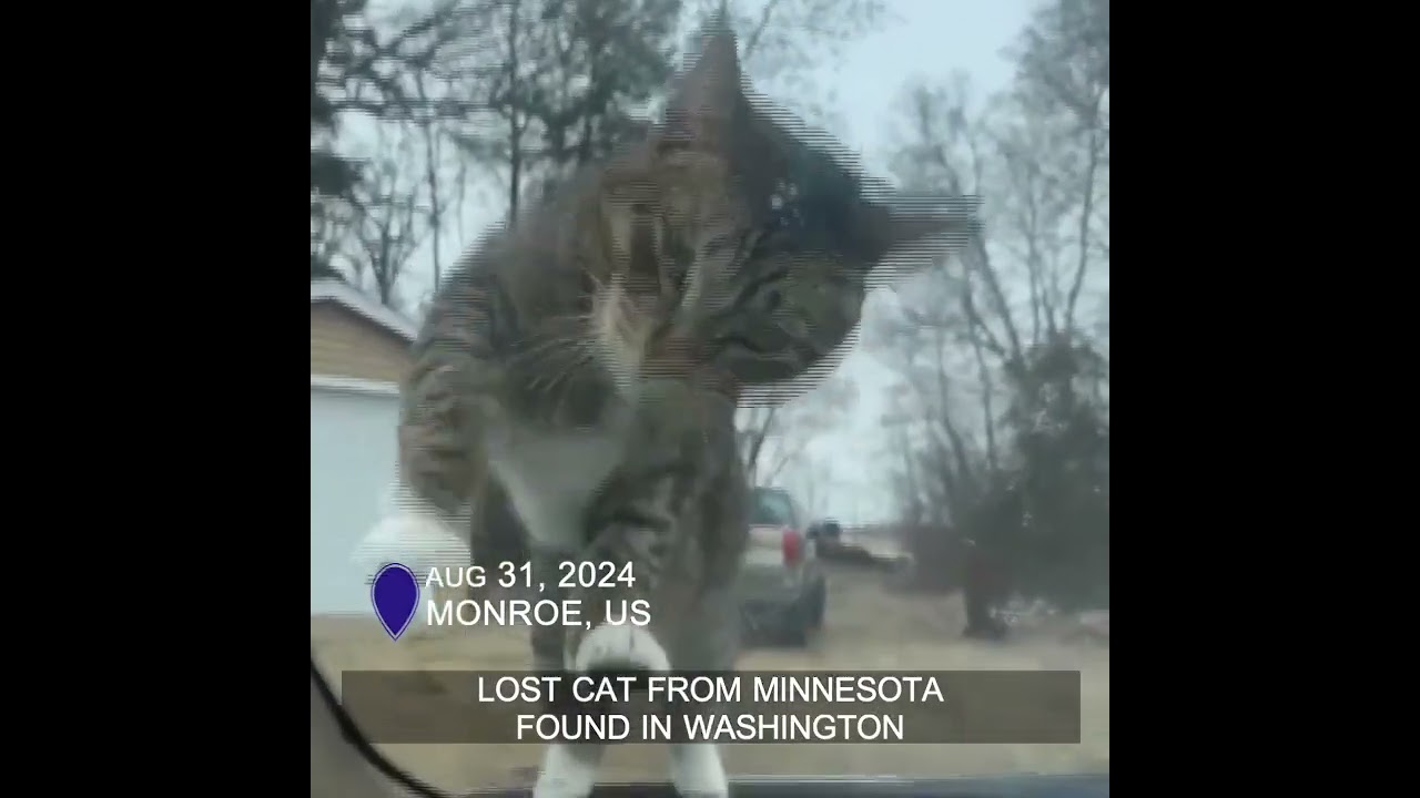 Lost cat from Minnesota found in Washington