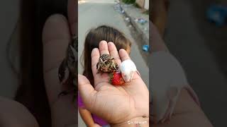 Tiny Owl & Mouse Share a Strawberry Cutest Mini Moment Ever Caught on Camera! #cute #animal #shorts