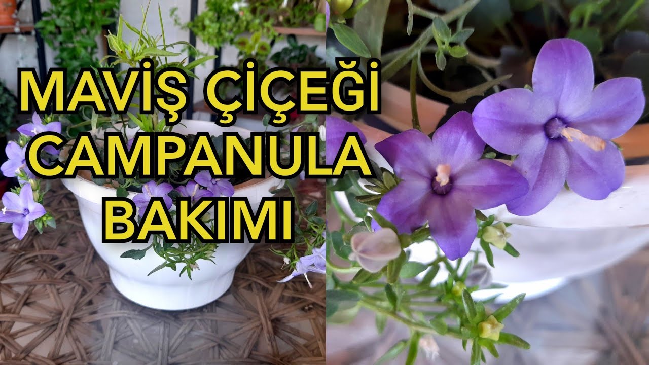 УХОД ЗА СИНИМ ЦВЕТКОМ 💜 КАМПАНУЛА #flowercare