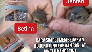 Cara membedakan jantan dan betina burung jongkangan coklat dewasa #jangkauanluas #burungjongkangan