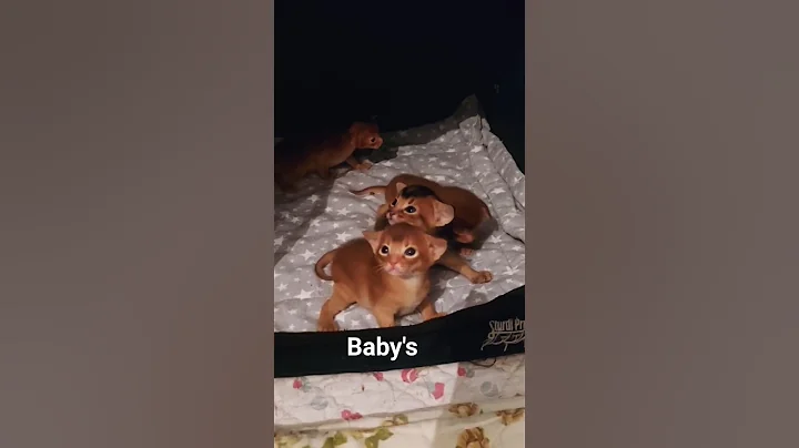 Video 4122941: abyssinian cat breed, baby abyssinian cat