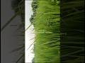 barish ka Pani 😊 #trending #mausam #song #sorts #viral #video