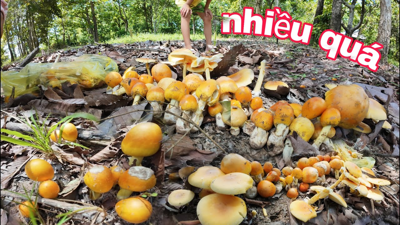Nấm trứng gà mộc vàng hết đất thấy mê nhổ nấm đã tay | phúc hoang dã tv